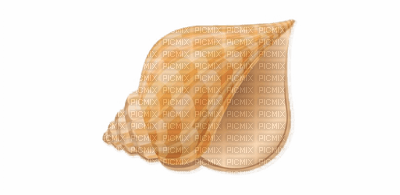 conch - zdarma png