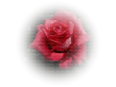 dulcineia8 rosas - PNG gratuit