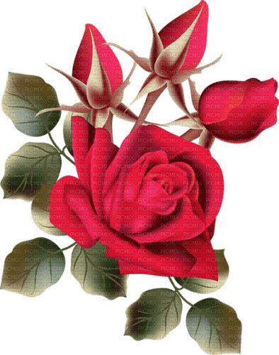 les roses - PNG gratuit