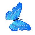 blue butterfly gif animated - 免费动画 GIF