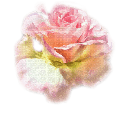rose rose.Cheyenne63 - ingyenes png