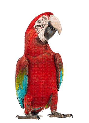 papagei milla1959 - Free PNG