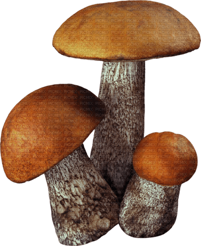 autumn deco mushrooms mushroom kikkapink - gratis png