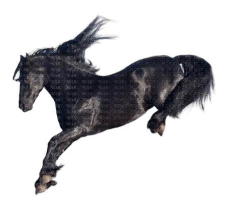 Paard - PNG gratuit