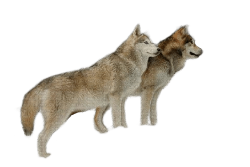 charmille _ animaux _ loups - Free PNG