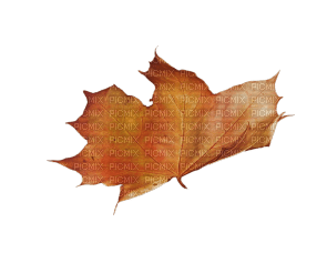 autumn deco kikkapink png leaf orange - darmowe png