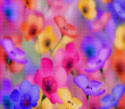 pretty flowers - бесплатно png