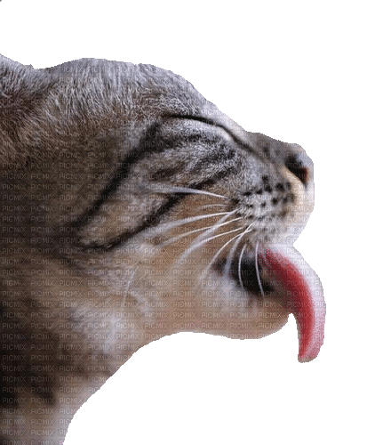 Cat, Katze, - Zdarma animovaný GIF