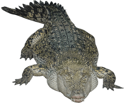 krokotiili - kostenlos png