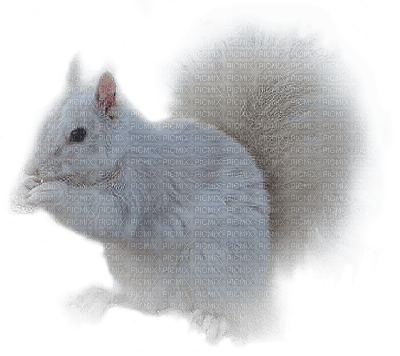 patymirabelle automne écureuils - δωρεάν png
