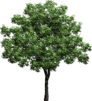 drzewo - ingyenes png