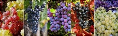 grapes rypäleet collage kollaasi - darmowe png