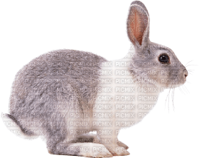 rabbit katrin - png grátis