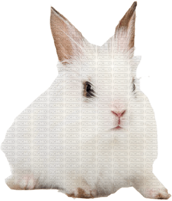 conejo - фрее пнг