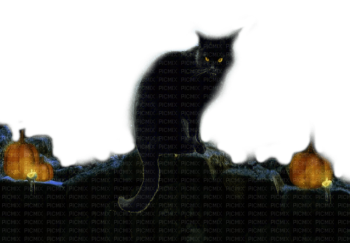 black cat - ilmainen png