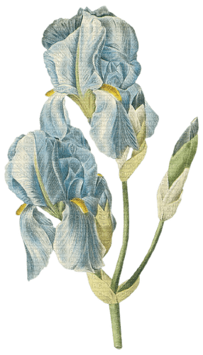 blue iris Bb2 - png grátis