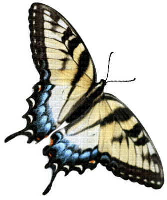 mariposa - gratis png