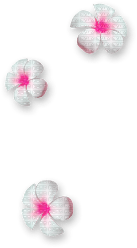 Flowers.White.Pink - png ฟรี