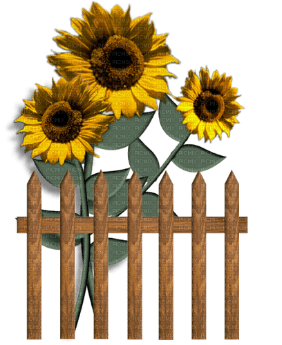sunflowers sunshine3 - PNG gratuit