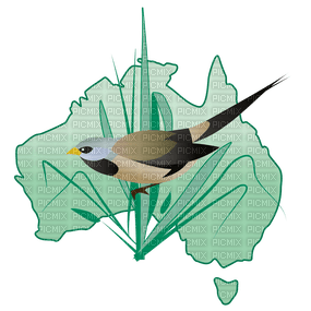 Australia birds bp - besplatni png