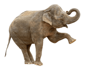 Kaz_Creations Elephant - png gratis
