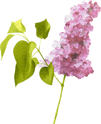 Kaz_Creations Pink Deco Flowers Colours - 免费PNG