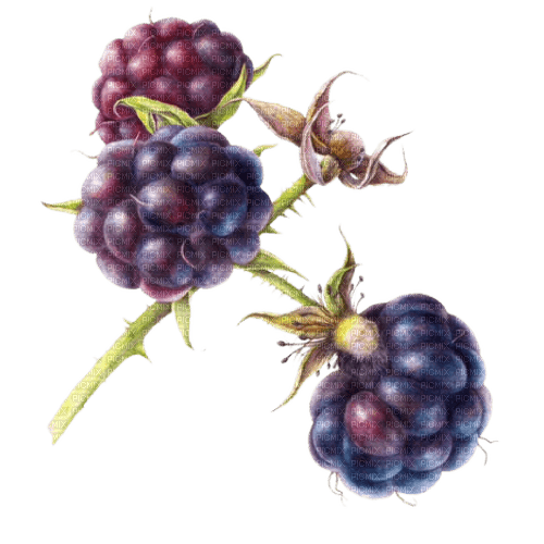 blackberries Bb2 - nemokama png