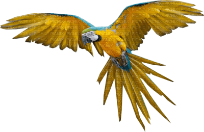 Kaz_Creations Birds Bird Parrot - Free PNG