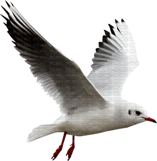 Kaz_Creations Birds Bird - bezmaksas png