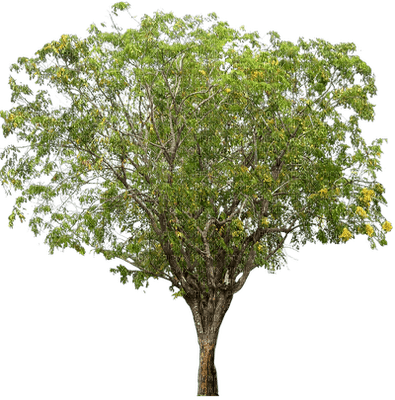 tree, sunshine3 - 免费PNG