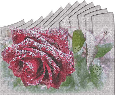 winter hiver fleur flower rose frozen snow neige fond background - PNG gratuit