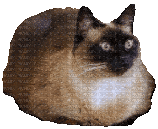 Nina cat - Безплатен анимиран GIF