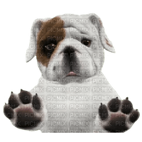 bulldog - ingyenes png