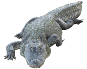 Kaz_Creations Crocodile Alligator - png ฟรี