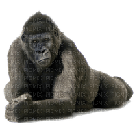 gorilla - kostenlos png