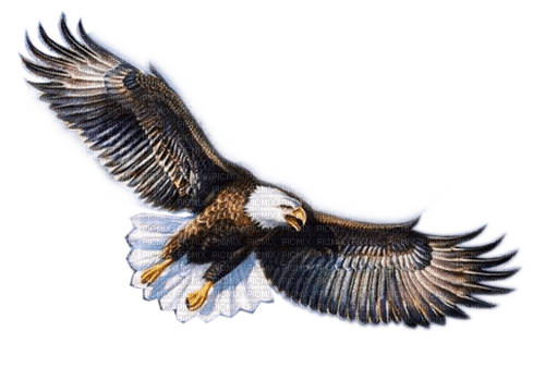 Rena Weißkopfseeadler Adler Flying Bird Vogel - безплатен png
