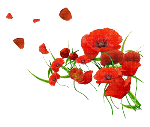 poppies - 免费PNG