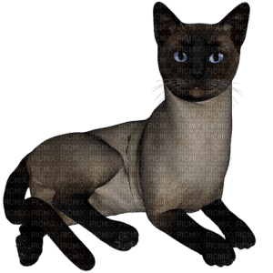 Kaz_Creations Cats Kittens Cat Kitten - gratis png
