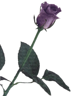utena purple rose - 免费PNG