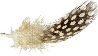 Kaz_Creations Deco  Feather - zadarmo png