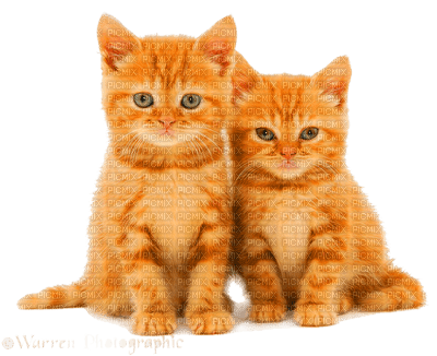 Y.A.M._Cats - Free PNG