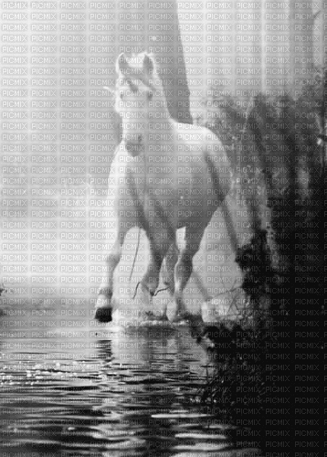 MMarcia gif cavalos animais animaux - Ingyenes animált GIF