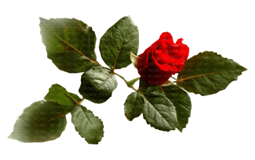 rose - nemokama png