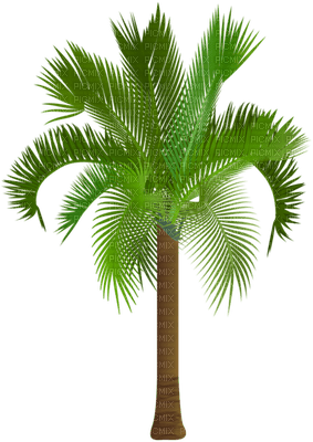 palmera - ücretsiz png