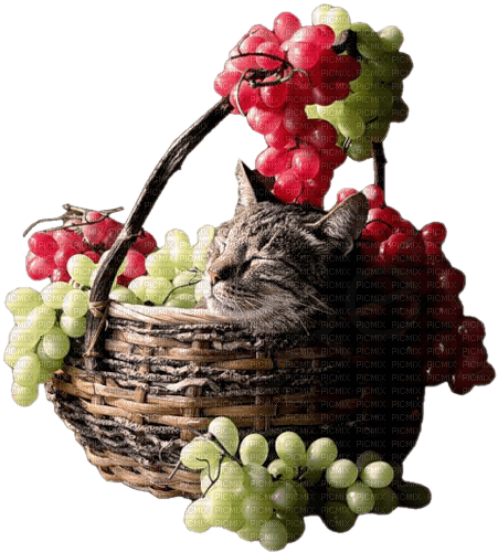 Herbst automne autumn basket vine cat - фрее пнг
