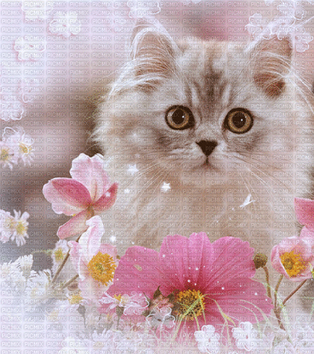 Sweet Cat - 無料のアニメーション GIF