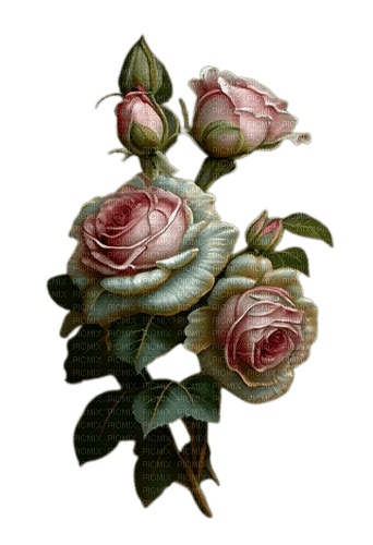 roses blanches et roses - gratis png