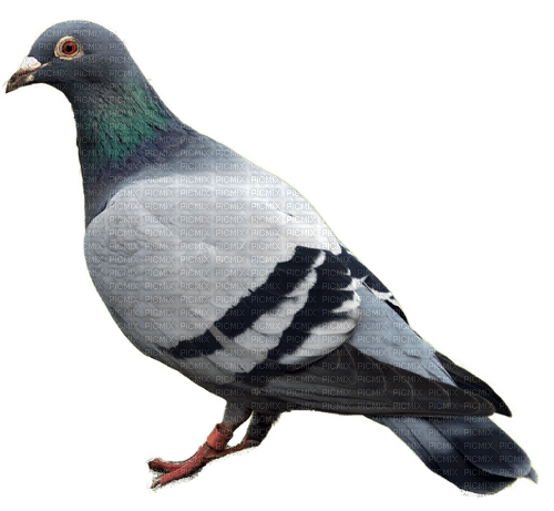 Kaz_Creations Bird Pigeon - kostenlos png