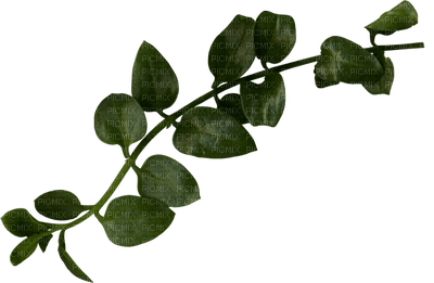 blad - gren--leaf - branch - 免费PNG