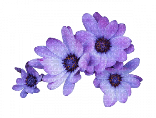 flor violet - bezmaksas png